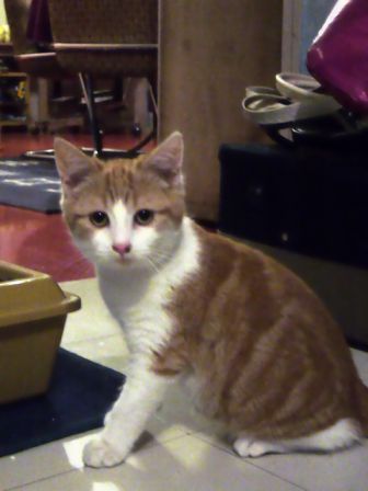 débruitagepar GREYcstoration